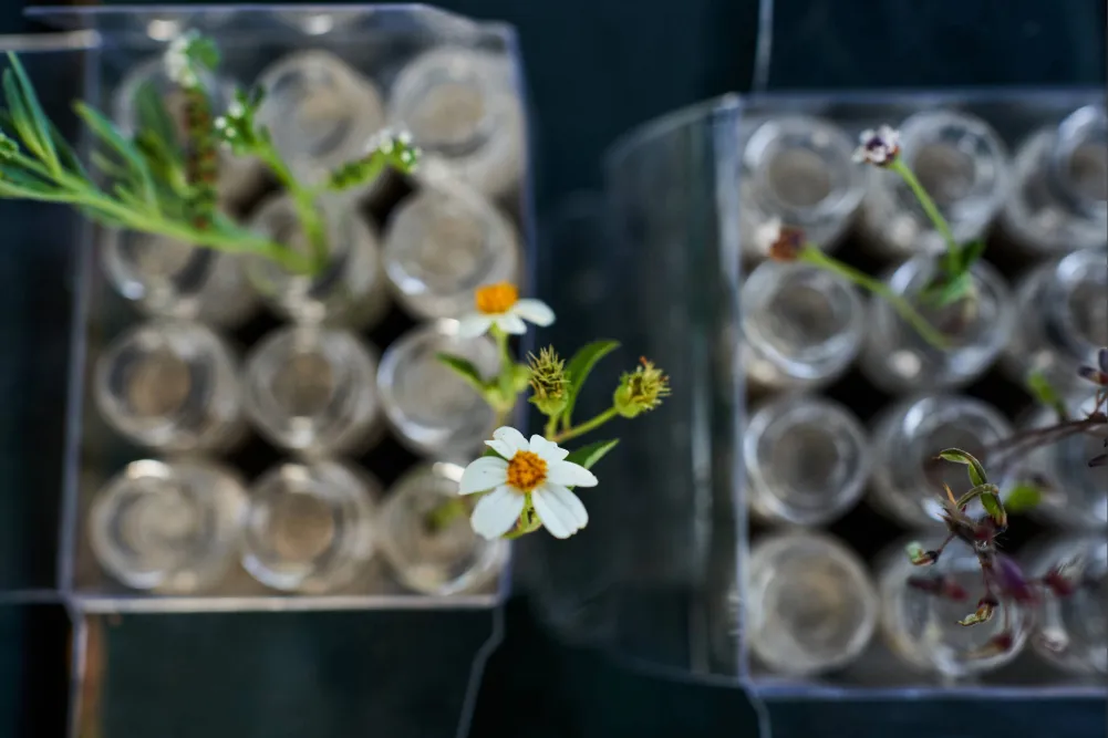 Language of Miami Wildflowers Chantal Lawrie05224 1