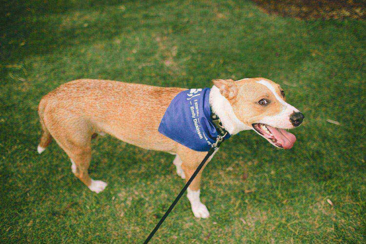 Dog Bandanas2