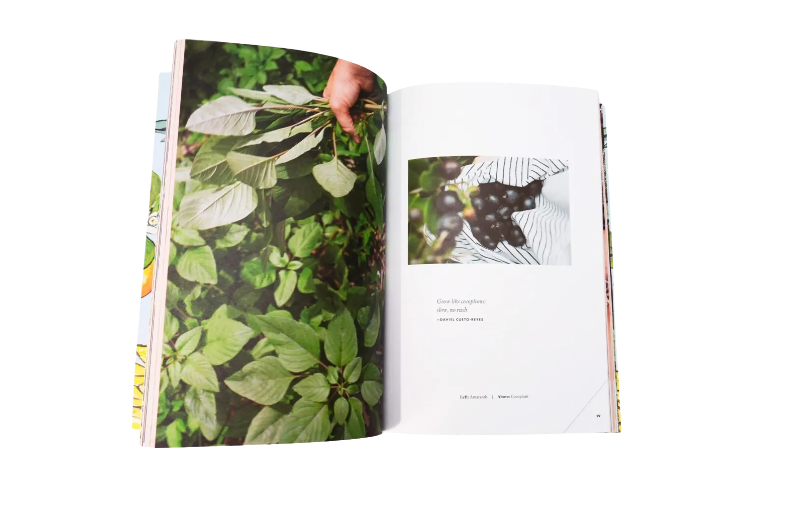 Forager Product Photography